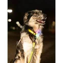 Beeztees Safety Gear Parinca Premium Halsband -Heimtierbedarf Verkauf beeztees safety gear parinca premium halsband 215003 0500 none