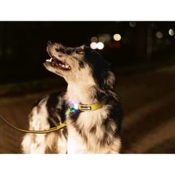 Beeztees Safety Gear Parinca Premium Halsband -Heimtierbedarf Verkauf beeztees safety gear parinca premium halsband 215015 0500 none