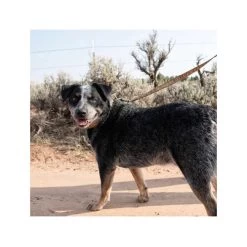 Carhartt Journeyman Leash -Heimtierbedarf Verkauf carhartt journeyman leash 187047 0500 none