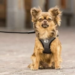 Curli Vest Harness Merino 19 Curli Vest Harness Merino -Heimtierbedarf Verkauf curli vest harness merino black 175270 0500 none