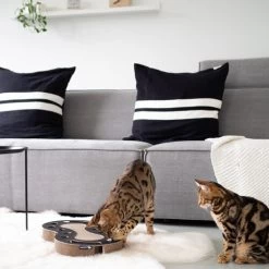 District 70 Snake -Heimtierbedarf Verkauf district 70 snake kattenspeelgoed 190415 0500 none