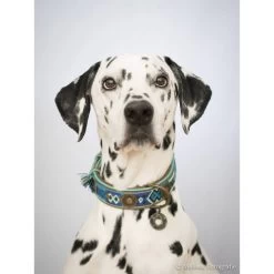 DWAM Halsband Boho Juan -Heimtierbedarf Verkauf dwam halsband boho juan 132080 0500 none