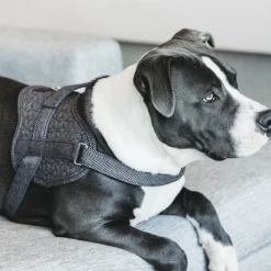 Kentucky Dogwear Hundegeschirr Body Safe Wool -Heimtierbedarf Verkauf kentucky dogwear hondenharnas body safe wool 219215 0500 none