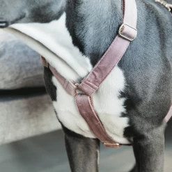Kentucky Dogwear Hundegeschirr Velvet Loop -Heimtierbedarf Verkauf kentucky dogwear hondenharnas velvet loop 219284 0500 none