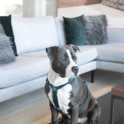 Kentucky Dogwear Hundegeschirr Velvet Loop -Heimtierbedarf Verkauf kentucky dogwear hondenharnas velvet loop 219293 0500 none