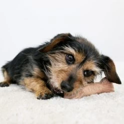 KONG ChewStix Ultra Stick -Heimtierbedarf Verkauf kong chewstix ultra stick 180856 0500 none