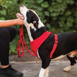 KONG Comfort Harness -Heimtierbedarf Verkauf kong comfort harness zwart 178771 0500 none