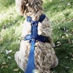 Kentucky Dog Harness Active Velvet -Heimtierbedarf Verkauf prod 15744 218992 0500 none