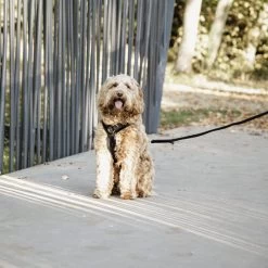 Kentucky Dog Harness Active Velvet -Heimtierbedarf Verkauf prod 15744 218994 0500 none