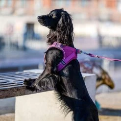 DOG Copenhagen Comfort Walk Go Geschirr -Heimtierbedarf Verkauf prod 15940 220325 0500 none