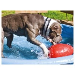 Jolly Egg 13 Jolly Egg -Heimtierbedarf Verkauf product jolly egg none 4 1496839894 86968