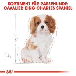 Royal Canin Cavalier King Charles Puppy - Hundefutter -Heimtierbedarf Verkauf royal canin cavalier king charles puppy hondenvoer 137932 0500 none