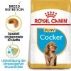 Royal Canin Cocker Puppy - Hundefutter -Heimtierbedarf Verkauf royal canin cocker puppy hondenvoer 140501 0500 none