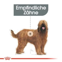 Royal Canin Maxi Dental Care - Hundefutter -Heimtierbedarf Verkauf royal canin dental care maxi hondenvoer 130862 0500 none