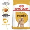 Royal Canin Poodle Adult - Hundefutter 1 Royal Canin Poodle Adult - Hundefutter -Heimtierbedarf Verkauf royal canin poodle adult hondenvoer 139717 0500 none